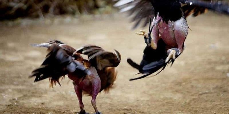 Đặt cược đá gà cựa dao