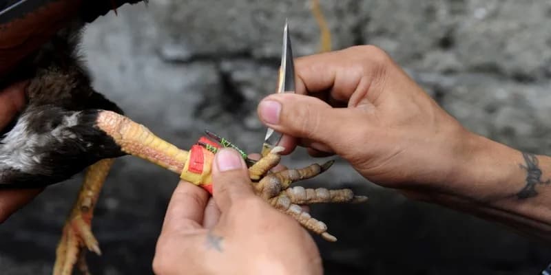 Mẹo chơi đá gà cựa dao